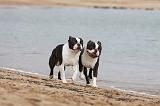 BOSTON TERRIER 371